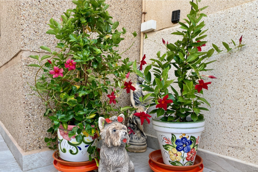 Resale - Duplex / Adosado - Torrevieja  - Aguas Nuevas