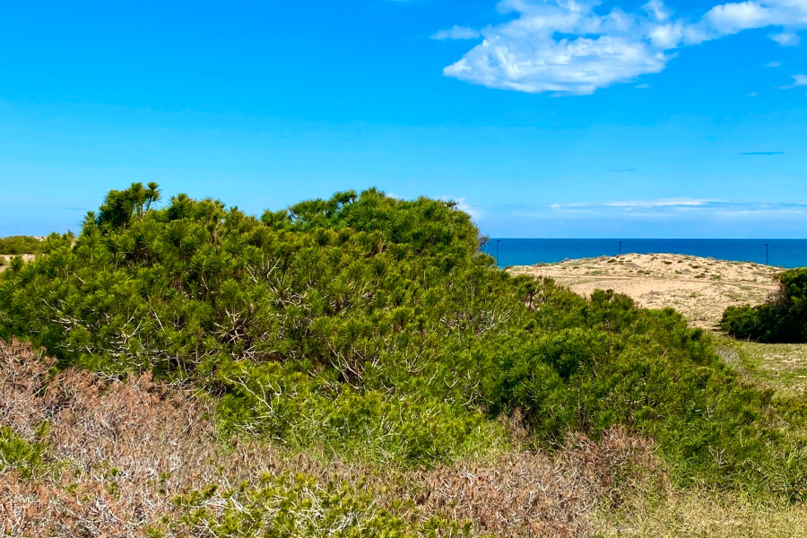 Bruktboliger - Leilighet/Bungalow - Torrevieja  - Molino Blanco