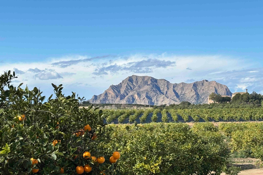 Nybygg - Leilighet/Bungalow - Algorfa