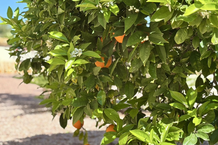 Z drugiej ręki - Willa  - Catral