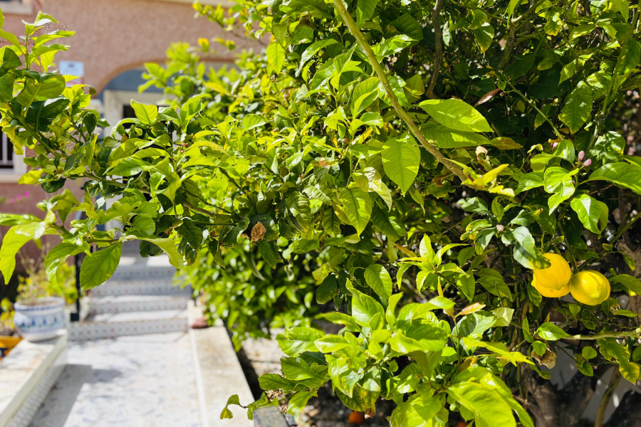 Resale - Radhus / Duplex - Los Montesinos - La Herrada