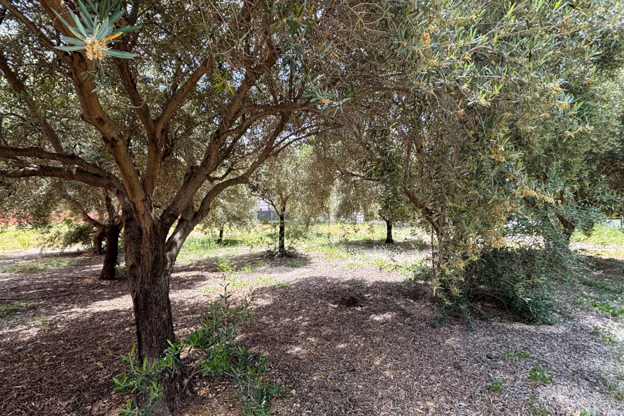Resale - Villa / Semi detached - Albatera