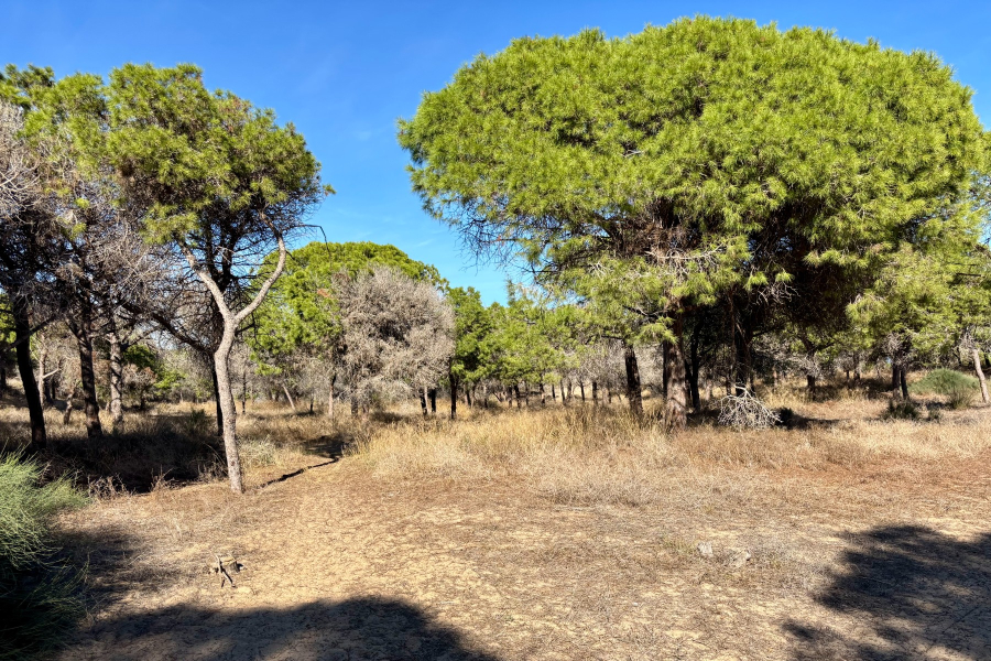 Resale - Lägenhet / Bungalow  - Guardamar del Segura